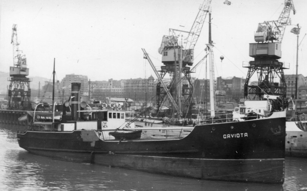 Gaviota por T. Diedrich Gaviota por T. Diedrich